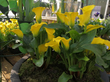 Charger l&#39;image dans la galerie, Calla geel.  Wanneer je zomerbloembollen kopen?   Bestel ze nu eenvoudig online en plant ze dit voorjaar voor een mooie kleurrijke tuin of terras in de zomer! 
