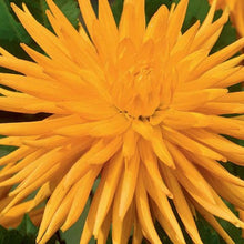 Lade das Bild in den Galerie-Viewer, Dahlia Gold Crown, mooie cactus Dahlia die heel de zomer bloeit. 

