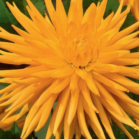 Dahlia Gold Crown, mooie cactus Dahlia die heel de zomer bloeit. 