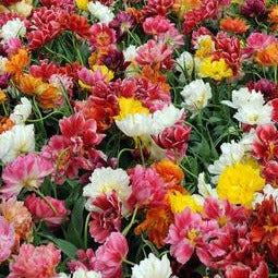Tulp Dubbele Late gemengd        Mengeling van minimum 5 soorten dubbele late tulpen.  Voor het mooiste effect plant u ze kort bij elkaar.  Uw tuin zal nooit meer hetzelfde zijn!   