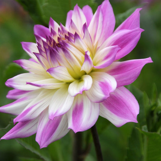 Dahlia Ferncliff Illusion  (Decoratieve Dahlia's).  Kijk op onze webshop voor ons hele assortiment Dahlias