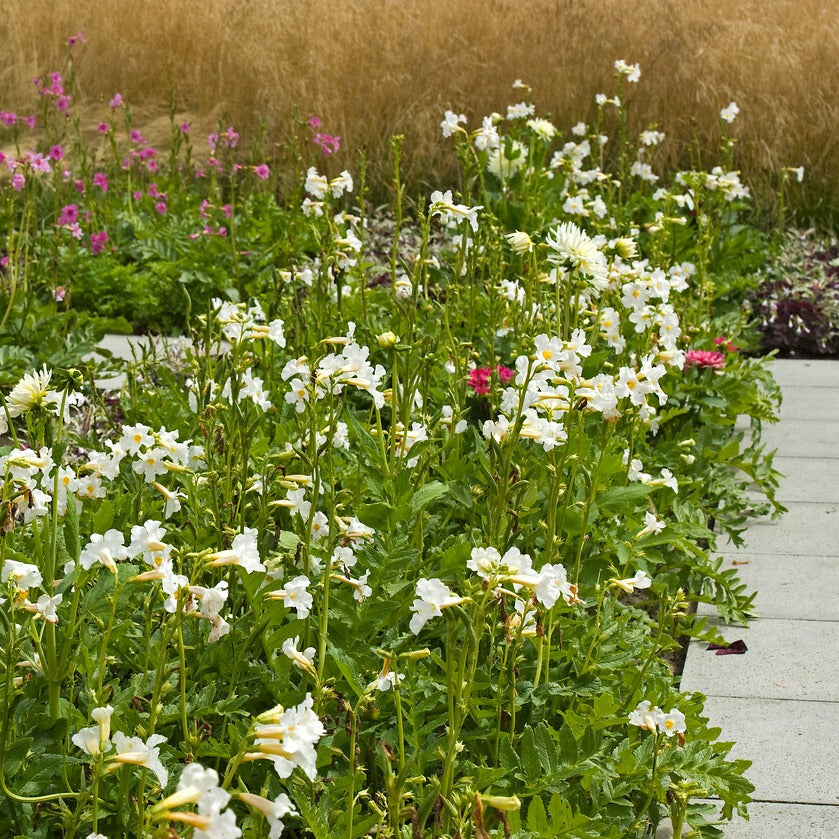 Incarvillea Snowtop wit.  Bestel ze nu eenvoudig online en plant ze dit voorjaar voor een mooie kleurrijke tuin 