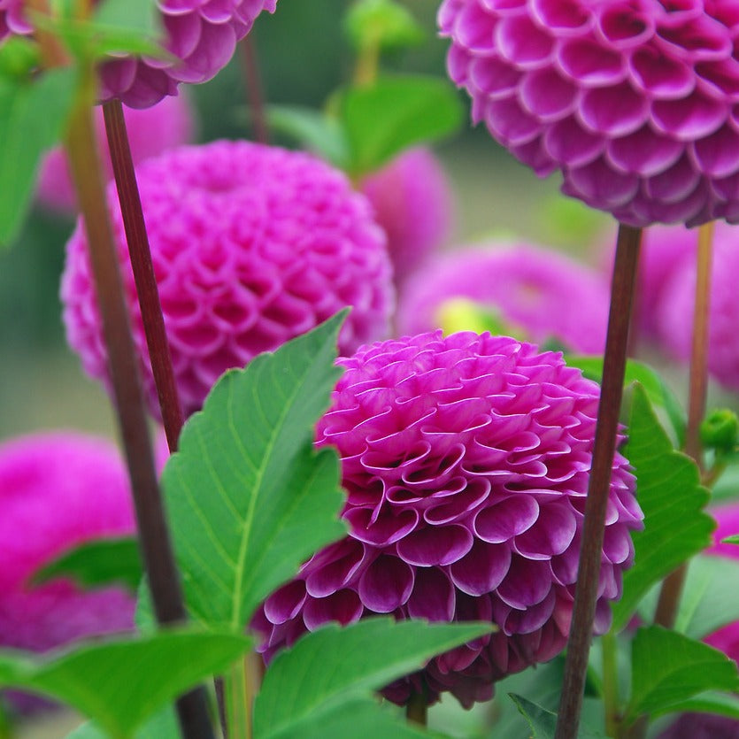  De tuincarrière van de dahlia is in hoge mate te danken aan Napoleons vrouw, Joséphine de Beauharnais, die dol was op de opvallende bloemen. ‘Mijn tuin is het mooiste wat je je maar kunt voorstellen,’ schreef Joséphine in 1813.