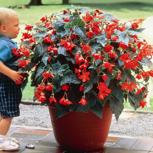 Begonia Bertini  boerenbegonia, bestel ze nu eenvoudig online