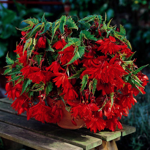 Begonia Pendula Rood, begonia's bloeien heel de zomer!