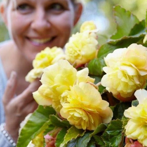 Begonia Odorata Sunny Dream, lekker geurende hangbegonia 