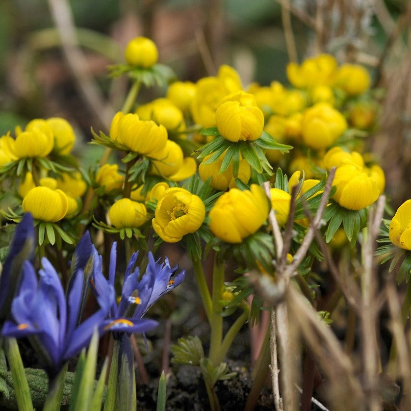 Eranthis Cilicica  Populaire bijnaam: Winterakoniet.  Eén van de allereerste bloemetjes in het voorjaar!