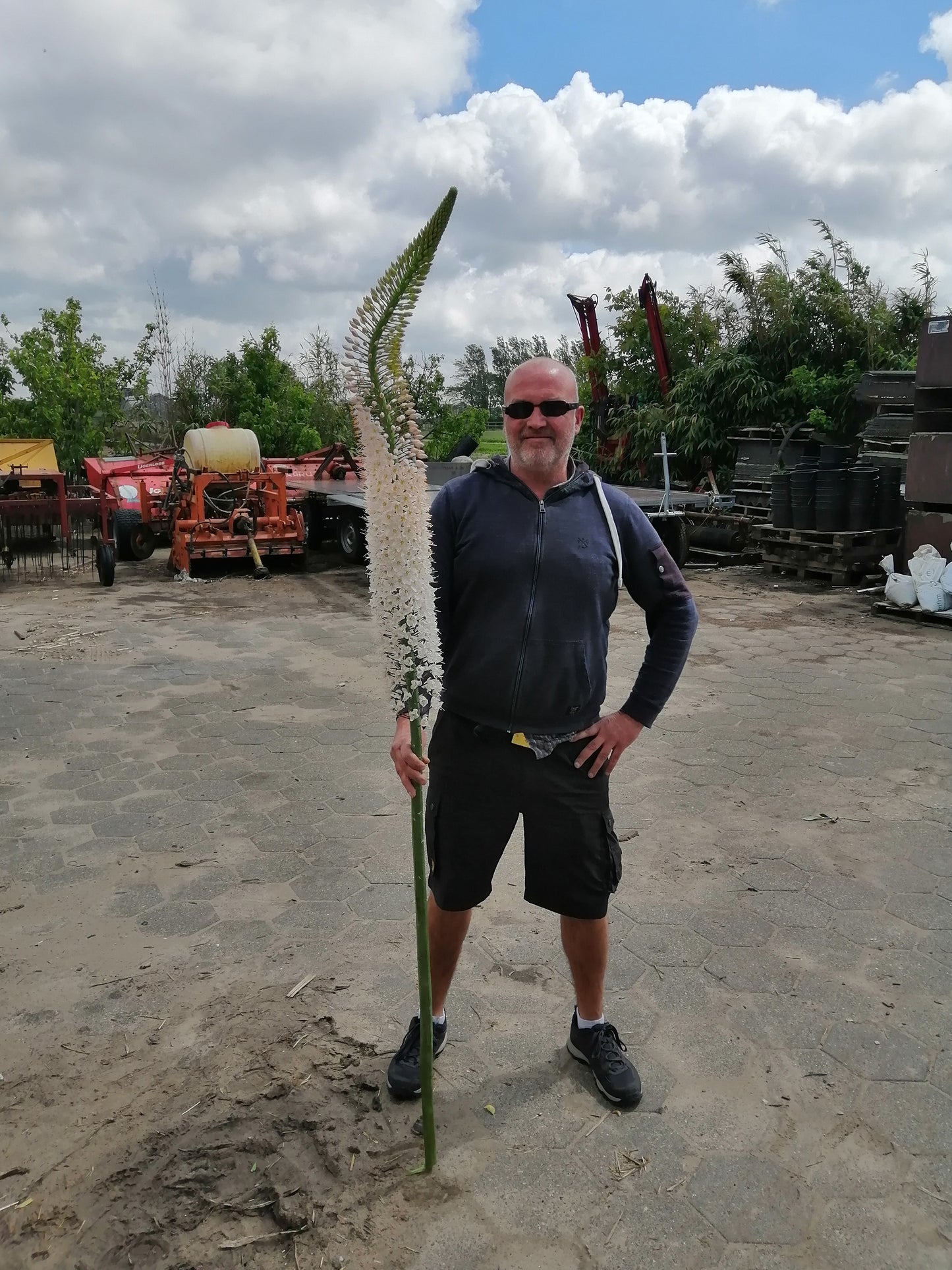 Eremurus Himalaicus, witte variant van de Eremurus. Deze soort creëert gigantische bloemaren van 2 meter hoogte bestaande uit honderden stervormige bloemen in een heldere witte kleur. Prachtig achterin de border!