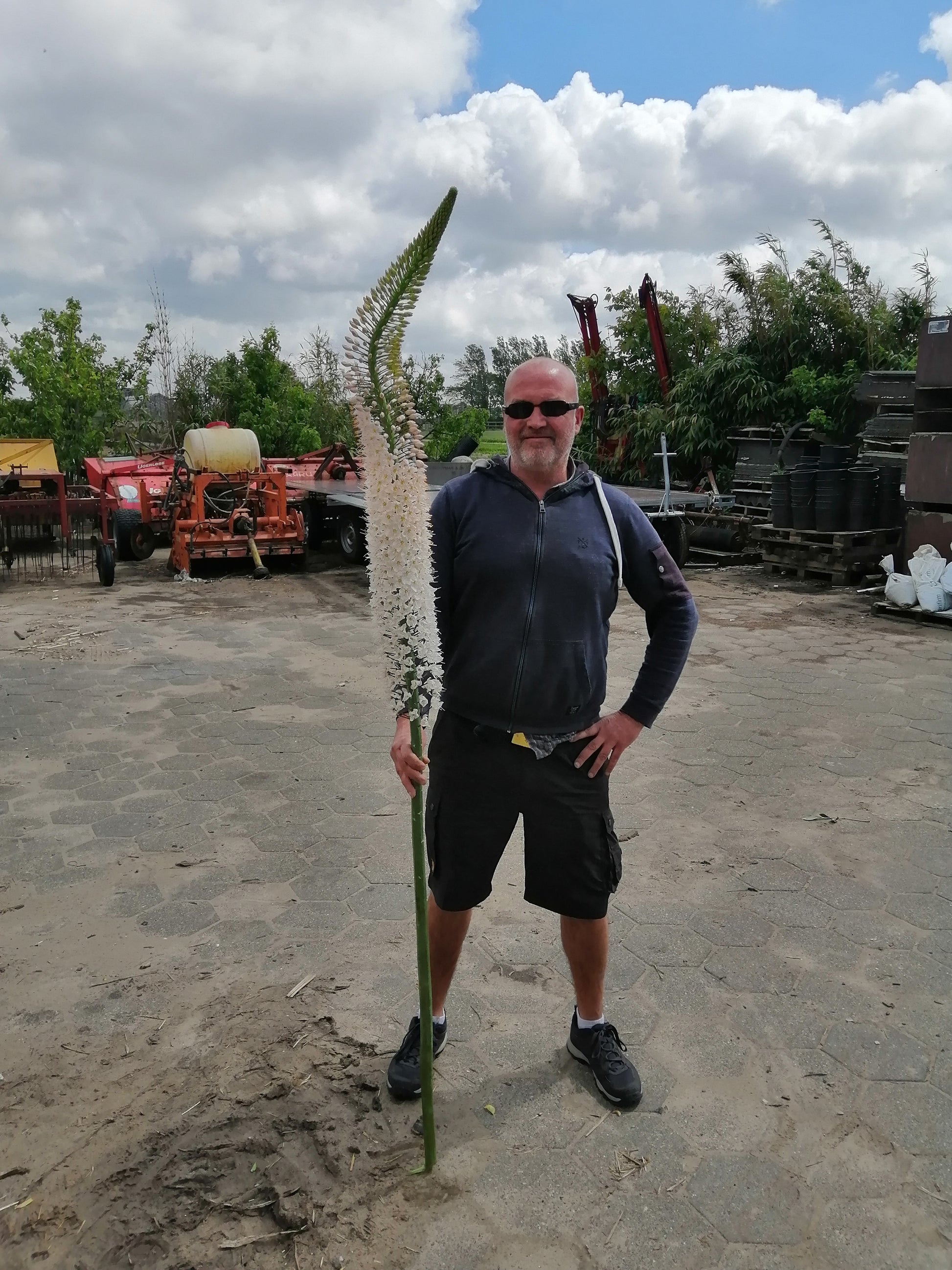 Eremurus Himalaicus, witte variant van de Eremurus. Deze soort creëert gigantische bloemaren van 2 meter hoogte bestaande uit honderden stervormige bloemen in een heldere witte kleur. Prachtig achterin de border!