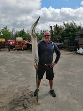 Afbeelding in Gallery-weergave laden, Eremurus Himalaicus, witte variant van de Eremurus. Deze soort creëert gigantische bloemaren van 2 meter hoogte bestaande uit honderden stervormige bloemen in een heldere witte kleur. Prachtig achterin de border!
