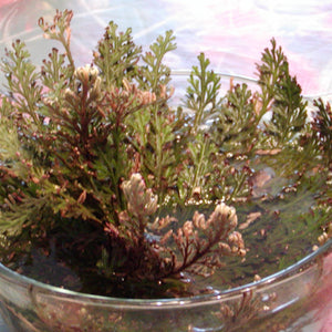 Roos van Jericho (Selaginella Lepidophylla)