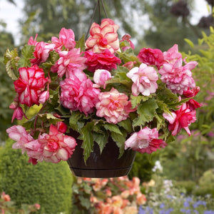 Begonia Pink Balcony, mooi volle bloemen heel de zomer lang!  