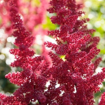 Astilbe rood, zeer sterke winstervaste plant.  Bestel ze nu eenvoudig online  
