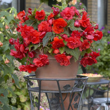 Lade das Bild in den Galerie-Viewer, Begonia Odorata Red Glory
