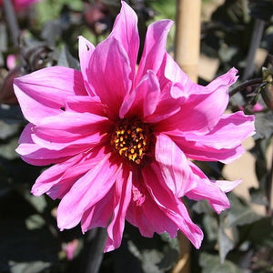 Dahlia Fascination is een halfgevulde pioenbloemige Dahlia bloeiend met een paarsroze kleur en een geel hart.