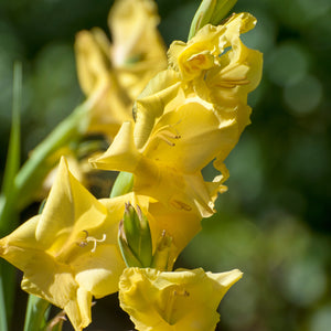 Nova Lux is één van de bekendste  gladiool soorten.  Mooie gele kleur. 