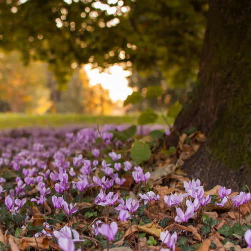 Cyclamen Hederifolium, een mooie herfstbloeiers voor onder de bomen 