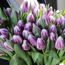 Lade das Bild in den Galerie-Viewer, Tulp Triumph  Flaming Flag.  Stevige witte tulp met paarse vlammen.     Ook een mooie snijbloem dankzij de stevige stengel
