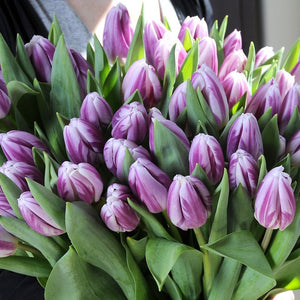 Tulp Triumph  Flaming Flag.  Stevige witte tulp met paarse vlammen.     Ook een mooie snijbloem dankzij de stevige stengel