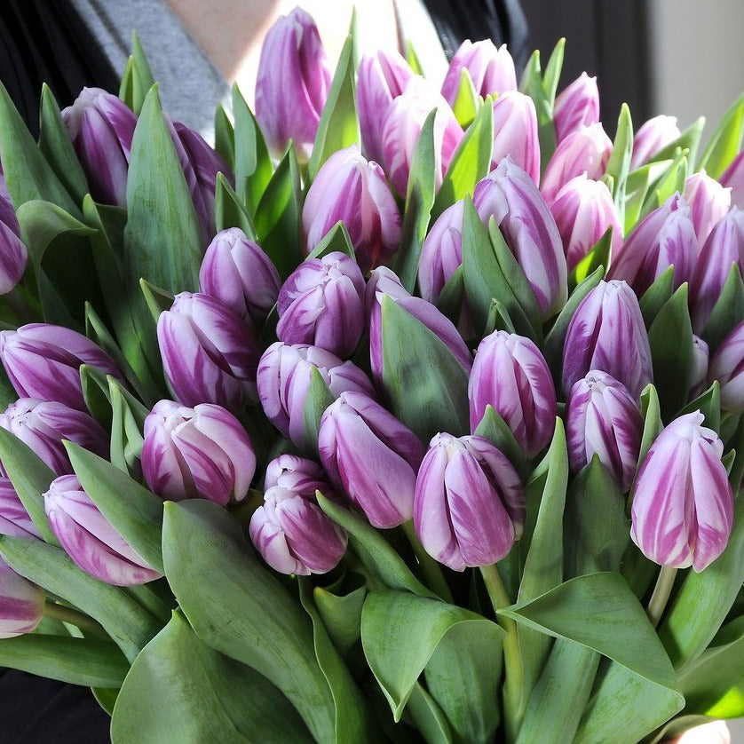 Tulp Triumph  Flaming Flag.  Stevige witte tulp met paarse vlammen.     Ook een mooie snijbloem dankzij de stevige stengel