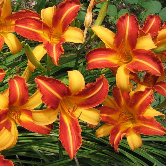 Hemerocallis Frans Hals  Een klassieker.   Zeer mooie tweekleurige soort waarbij geel en oranje bruin afwisselen. Soort uit 1955  (Flory)