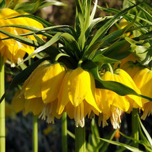 Lade das Bild in den Galerie-Viewer, Fritillaria Lutea     (Fritillaria Imperialis Lutea)  Ook bekend als Keizerskroon.  Mooie gele bloemen.

