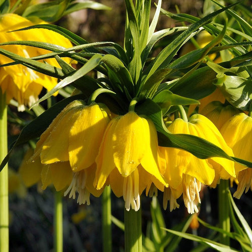 Fritillaria Lutea     (Fritillaria Imperialis Lutea)  Ook bekend als Keizerskroon.  Mooie gele bloemen.