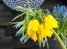 Lade das Bild in den Galerie-Viewer, Fritillaria Lutea     (Fritillaria Imperialis Lutea)  Ook bekend als Keizerskroon. 
