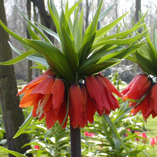 Fritillaria Aurora     (Fritillaria Imperialis)  Ook bekend als Keizerskroon.  Mooie oranje  bloemen.  
