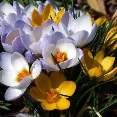Botanische Krocus gemengd  (kleinbloemig)  Vroegbloeiend bolgewas.  Bloeit meestal eerder dan de grootbloemige. 