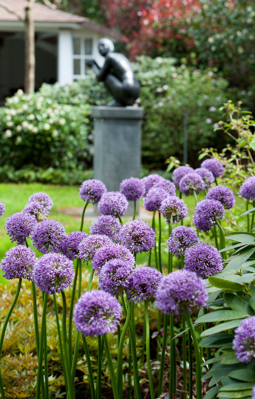 Allium Gladiator, bijenvriendelijke bloem