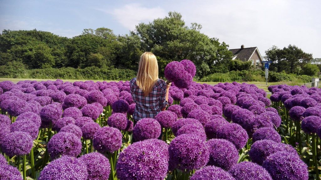 Allium Globemaster op het veld 