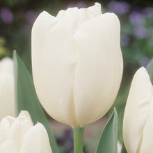 Lade das Bild in den Galerie-Viewer, Tulp Darwin Hakuun, van oorsprong Japanse (!) soort die zuiver wit is.
