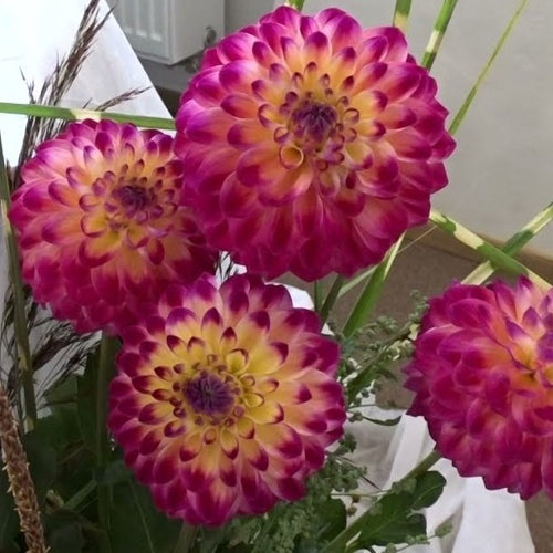 Dahlia Hapet Daydream.  Een gele baldahlia met lilaroze toppen breed op het bloemblad aanwezig. 