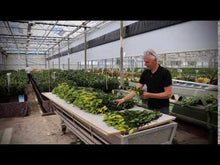 Video laden en afspelen in Gallery-weergave, Lilium (lelie) Mister Pistache
