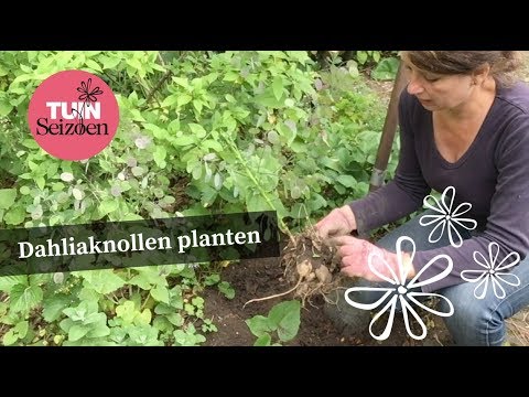 Dahlia knollen planten