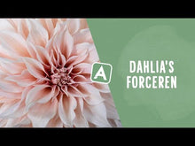 Video laden en afspelen in Gallery-weergave, Dahlia Topmix Gemengd
