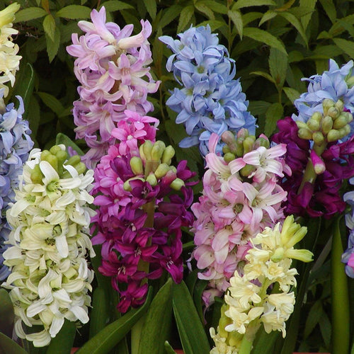 Hyacinten mengeling          (Hyacinthus)  Mooie mengeling van minstens 5 kleuren.