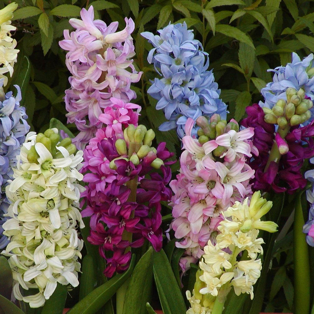 Hyacinten mengeling          (Hyacinthus)  Mooie mengeling van minstens 5 kleuren.