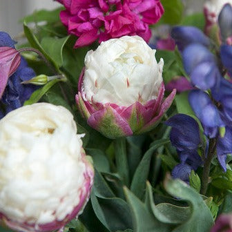 Ice Cream Tulp