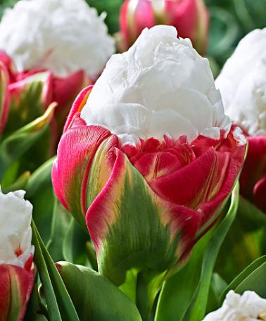 Een ware schoonheid deze zeer recente tulp.  Deze dubbele tulp heeft een aparte bloeivorm wat deze tulp heel bijzonder maakt, en dat is niet overdreven.   Roze/groene basis met witte toef waardoor het op een echt zomers ijsje lijkt!  Onnodig te zeggen dat dit momenteel één der meest gefotografeerde tulpen is op Keukenhof!