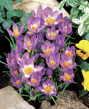 Afbeelding in Gallery-weergave laden, botanische krokus Tricolor 
