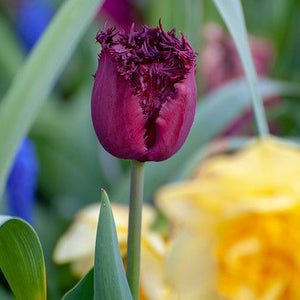 Tulp Labrador, bestel je bloembollen nu makkelijk  en veilig online op www.bulbes.net