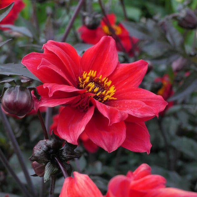 Dahlia Bishop of Llandaff.     Plant dit voorjaar Dahliaknollen voor een mooie kleurrijke tuin of terras in de zomer!  Wij proberen steeds de grootste maat en beste kwaliteit aan te bieden voor het mooiste resultaat.