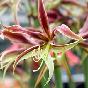 Amaryllis Cybister La Paz.  Fijnbloemige amaryllis  