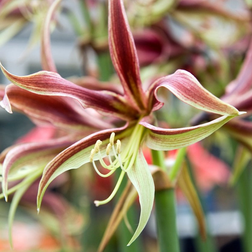 Amaryllis Cybister La Paz.  Fijnbloemige amaryllis  