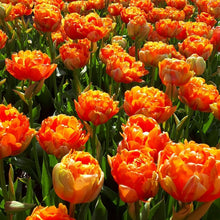 Charger l&#39;image dans la galerie, Tulp Le Lavandou is een gloednieuwe en zeer exclusieve soort!  Qua uiterlijk en uitstraling zit hij in dezelfde categorie als Ice Cream, met dit verschil dat deze schoonheid langere stelen heeft.
