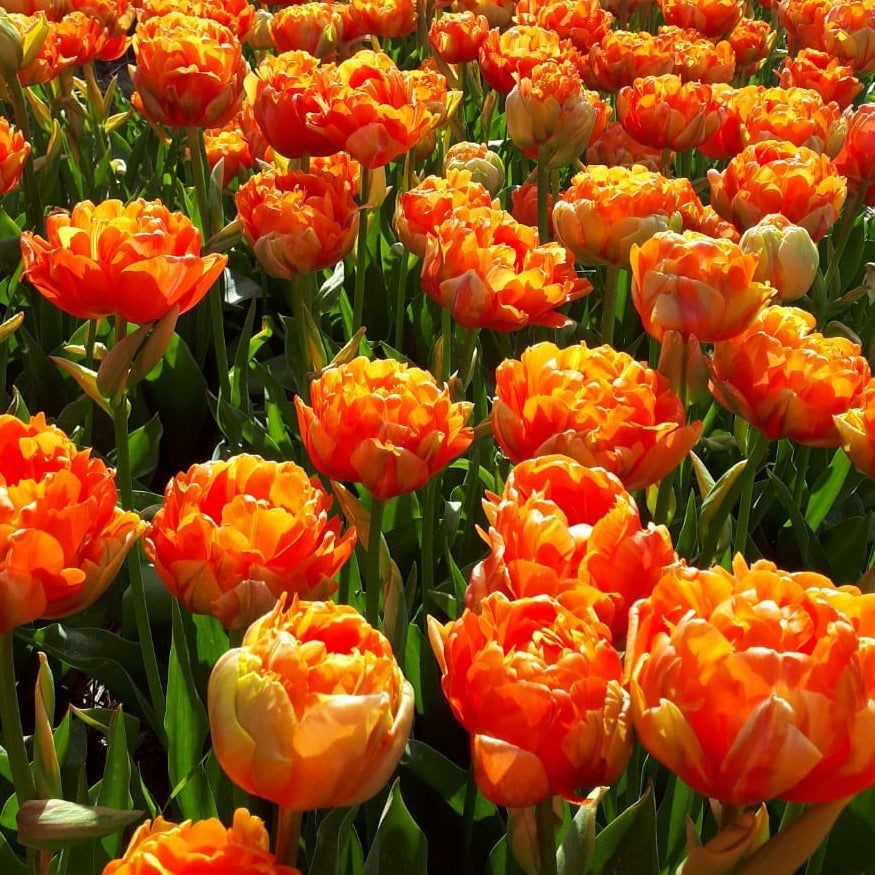 Tulp Le Lavandou is een gloednieuwe en zeer exclusieve soort!  Qua uiterlijk en uitstraling zit hij in dezelfde categorie als Ice Cream, met dit verschil dat deze schoonheid langere stelen heeft.