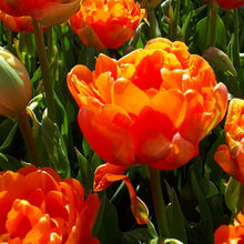 Charger l&#39;image dans la galerie, Tulp Le Lavandou is een gloednieuwe en zeer exclusieve soort!  Qua uiterlijk en uitstraling zit hij in dezelfde categorie als Ice Cream, met dit verschil dat deze schoonheid langere stelen heeft.
