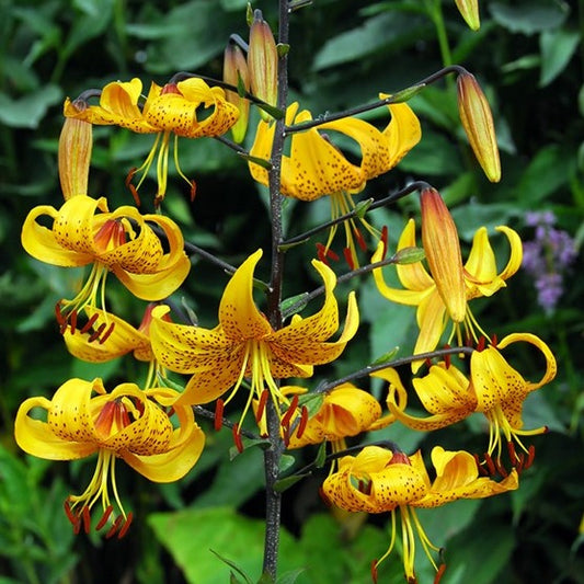 Specie lelie die oorspronkelijk uit Honshu (Japan) komt.   De citroengele bloemen zijn bolvormig en bedekt met donkere spikkels.